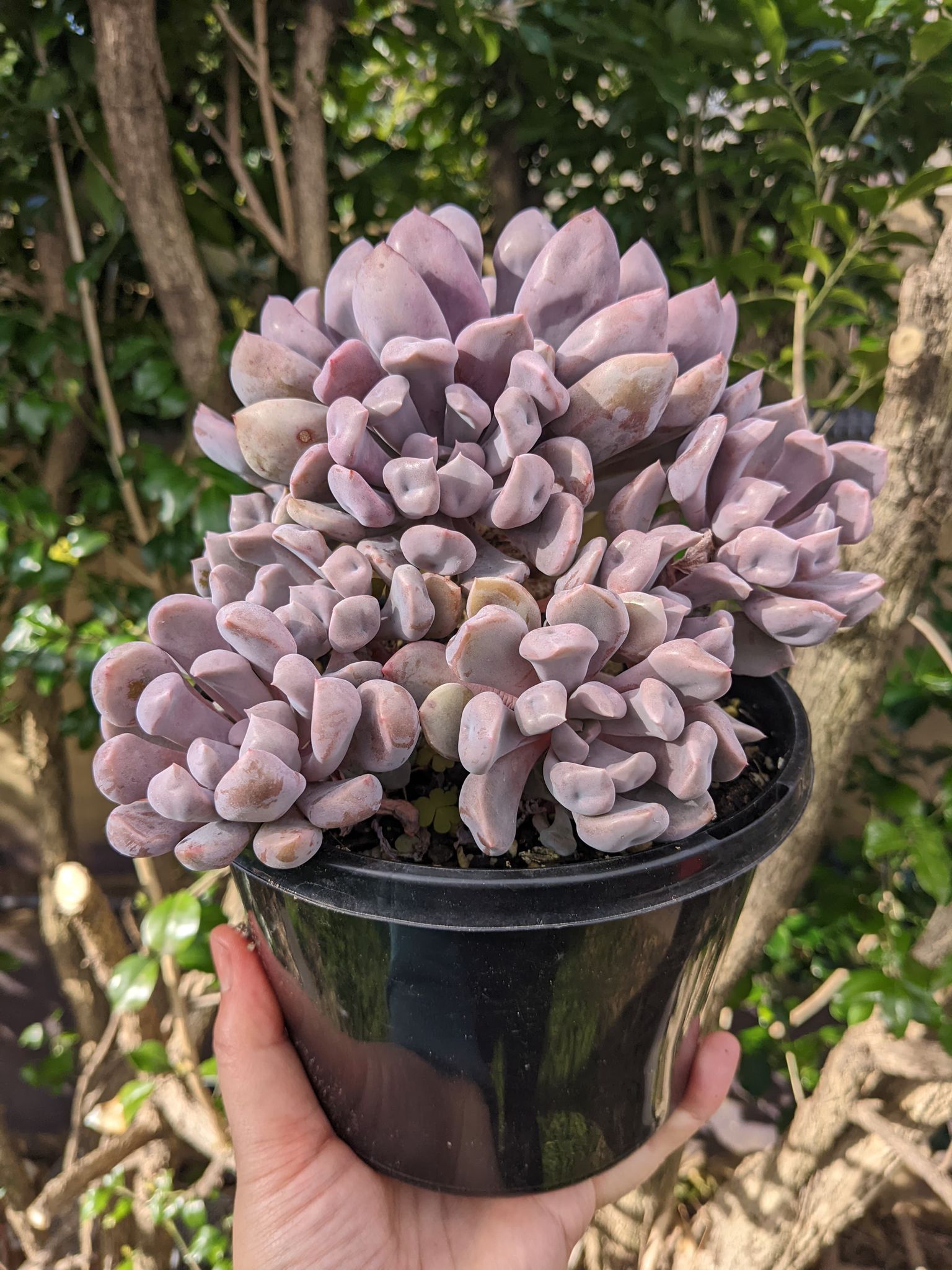 Graptoveria lilac spoon