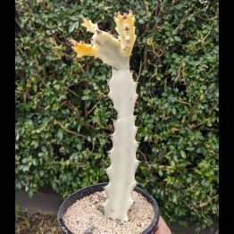 Euphorbia lactea variegata white ghost2