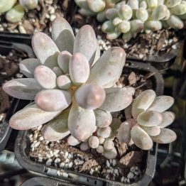 Pachyphytum baby fingers6