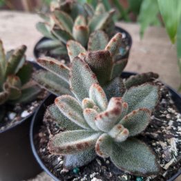 Kalanchoe Tomentosa Chocolate Soldier1