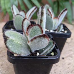 kalanchoe tomentosa broad oval leaves
