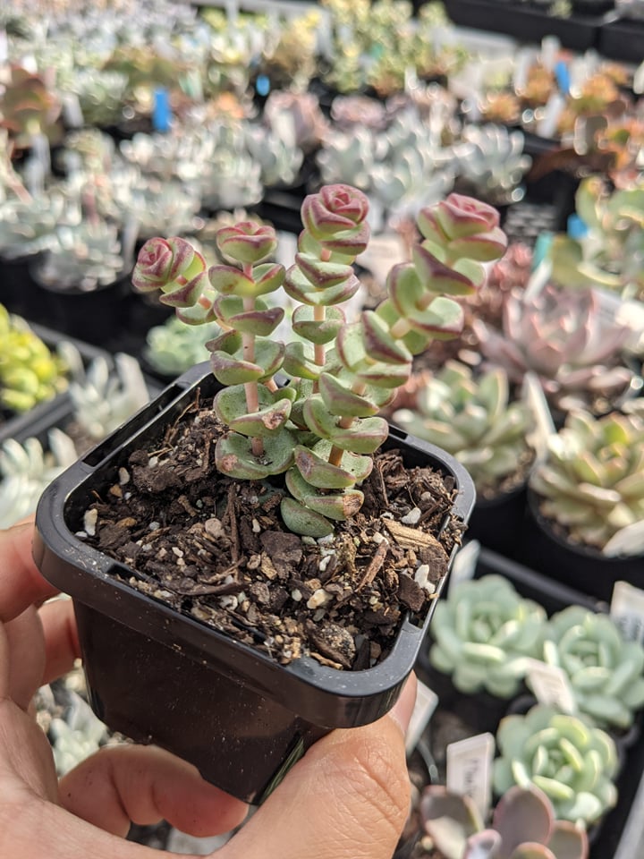Types of succulents to grow - Gardens Illustrated