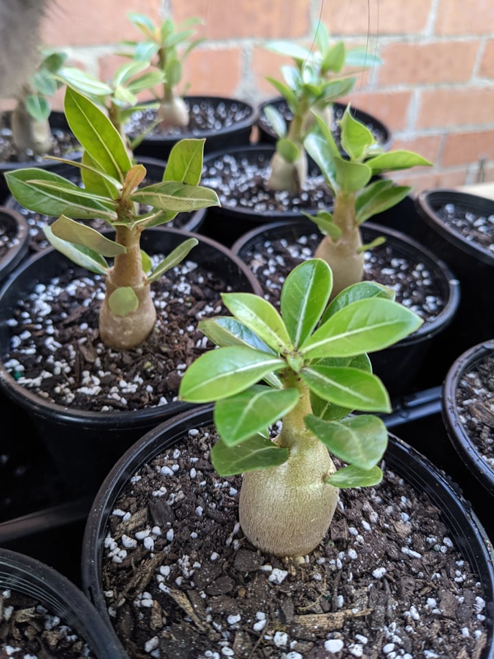 Adenium obesum - Desert Rose