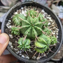 Euphorbia pulvinosa4