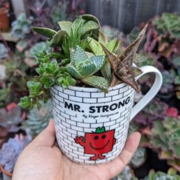Mr Strong Indoor plants1